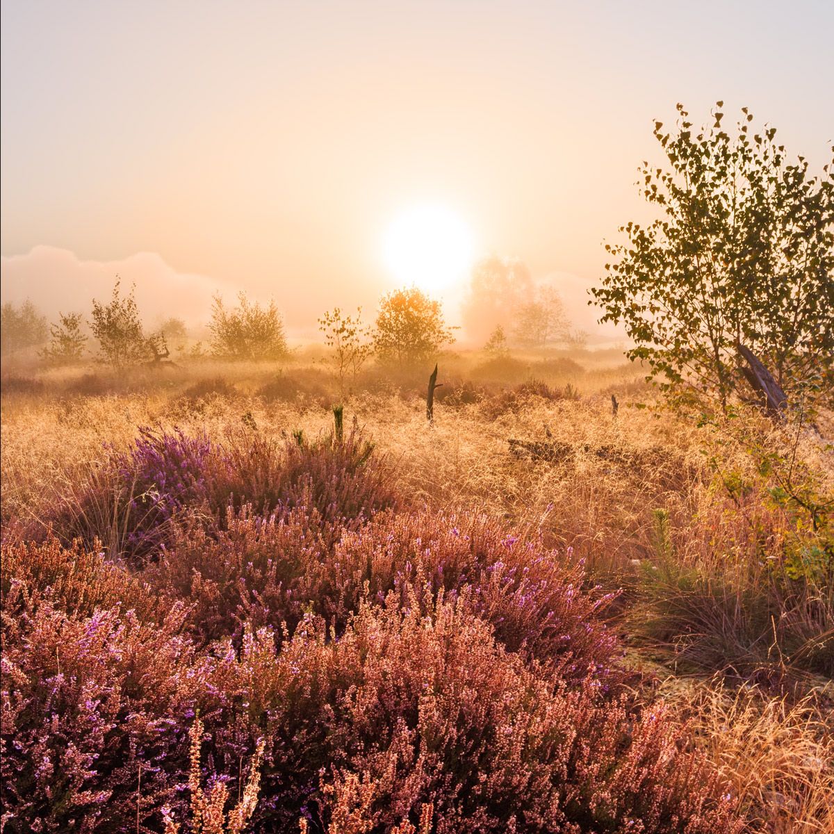 Wandpaneel Heide im Nebel matt Niederkassel